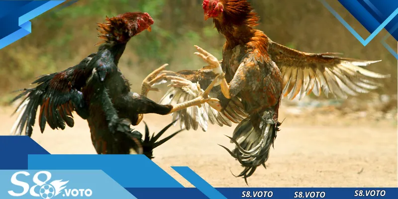 Bí quyết để thắng lớn tại đá gà S8