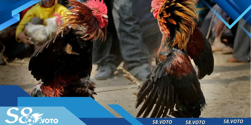 Đá gà S8 đa dạng từ cựa sắt, tre truyền thống đến đấu trường quốc tế, phù hợp cho mọi người chơi.