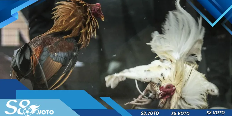 Địa chỉ uy tín để xem đá gà Thomo trực tuyến – S8