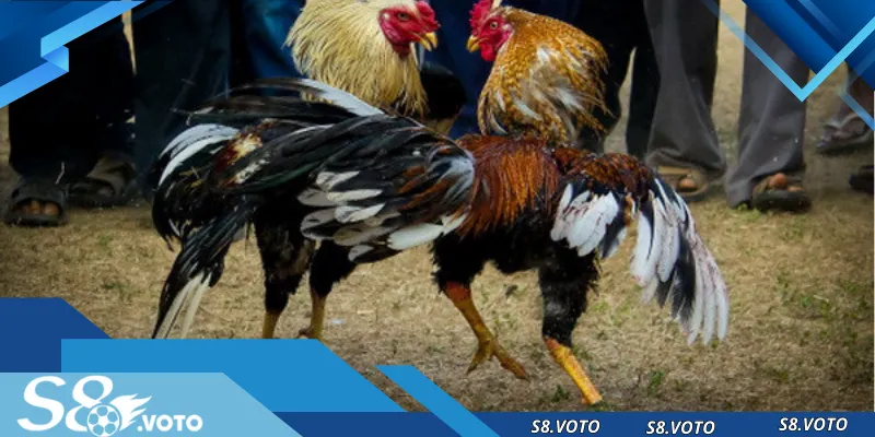 Những điều cần ghi nhớ khi tham gia cá cược trực tuyến