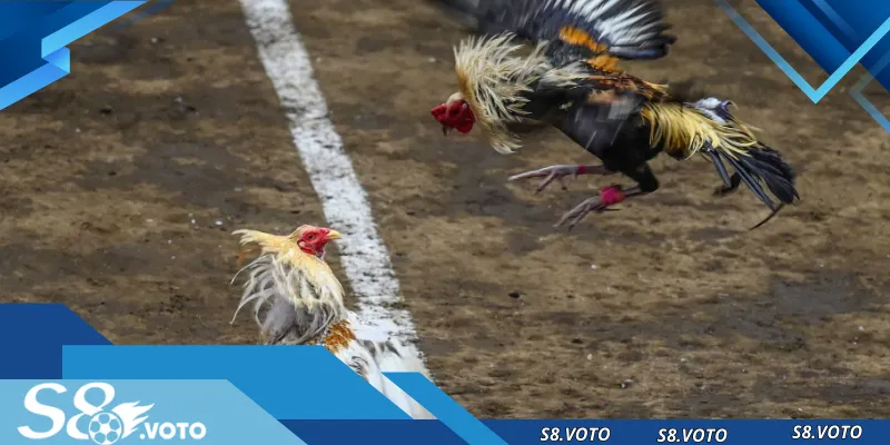 da-ga-truc-tiep-anh-dai-dien