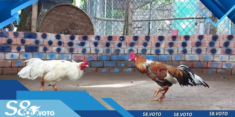 Top các thể loại phổ biến tại đá gà trực tuyến S8 hàng đầu